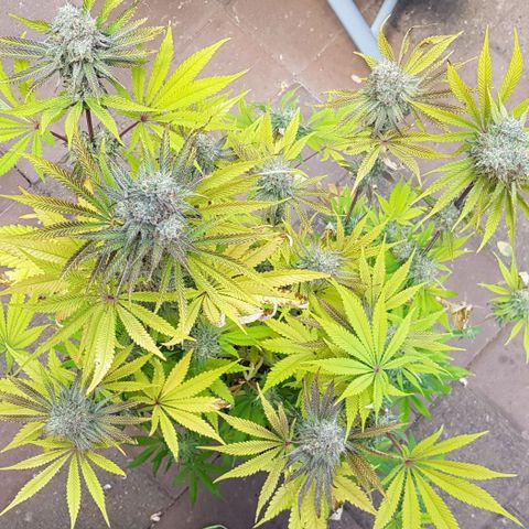 Dynamite Diesel-RQS growlog timeline photo