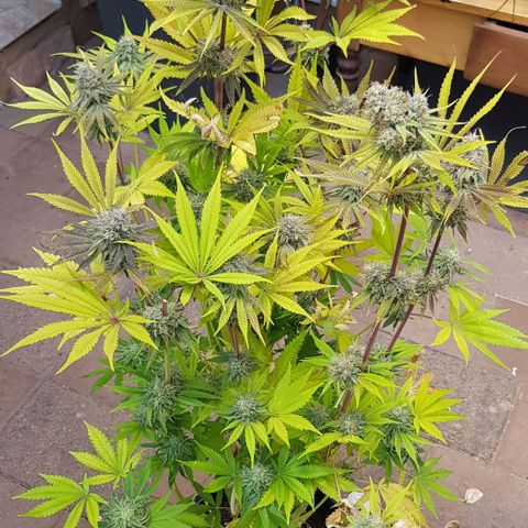 Dynamite Diesel-RQS growlog timeline photo