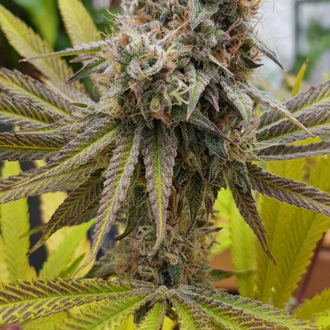Dynamite Diesel-RQS growlog timeline photo