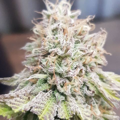 Dynamite Diesel-RQS growlog timeline photo