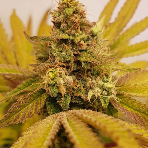 Watermelon growlog timeline photo