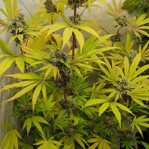 Watermelon growlog timeline photo