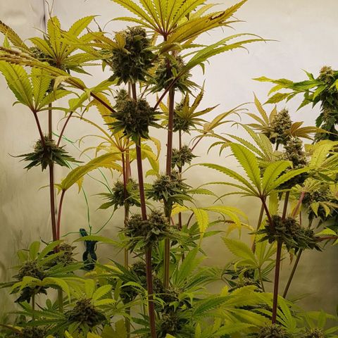 Watermelon growlog timeline photo