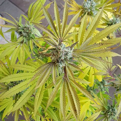 Watermelon growlog timeline photo