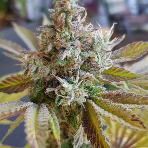 Watermelon growlog timeline photo