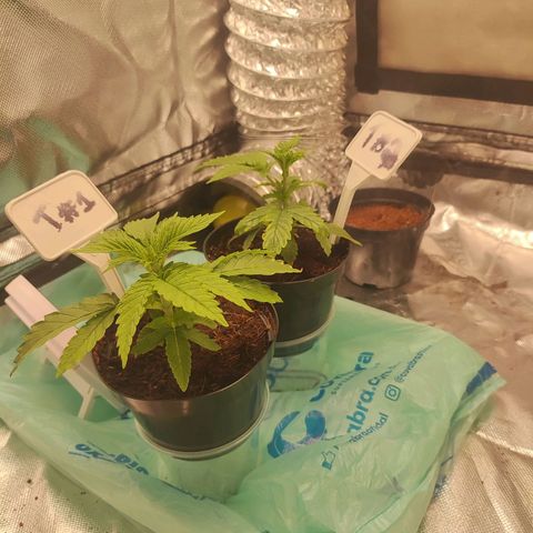 T2 growlog timeline photo