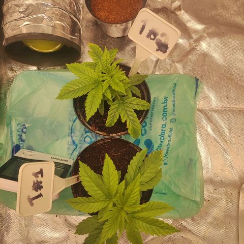 T2 growlog timeline photo