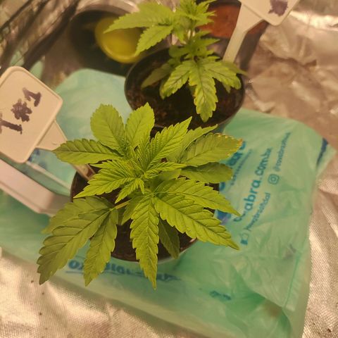 T2 growlog timeline photo