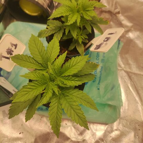 T1 growlog timeline photo