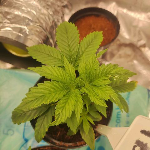 T2 growlog timeline photo