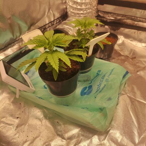 T2 growlog timeline photo