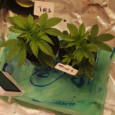 T2 growlog timeline photo