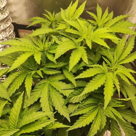 T2 growlog timeline photo