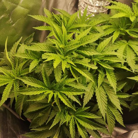 T2 growlog timeline photo