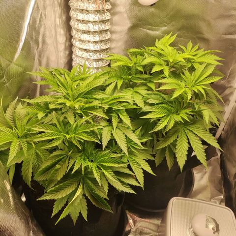 T2 growlog timeline photo