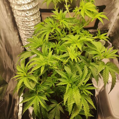 T2 growlog timeline photo