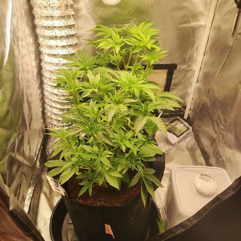 T2 growlog timeline photo