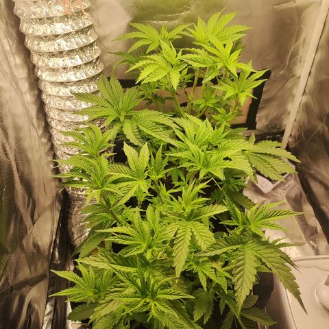 T2 growlog timeline photo
