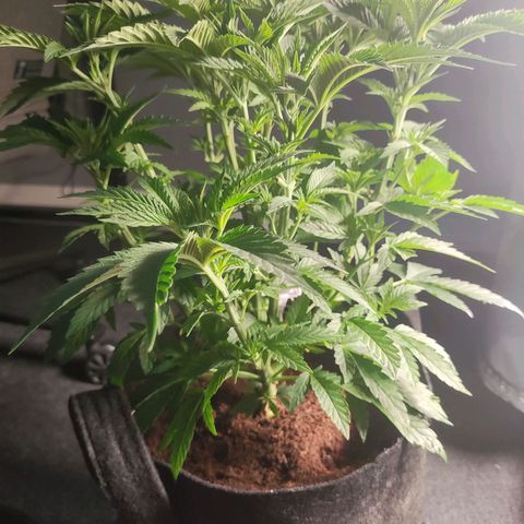 T2 growlog timeline photo