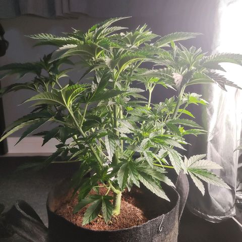 T1 growlog timeline photo