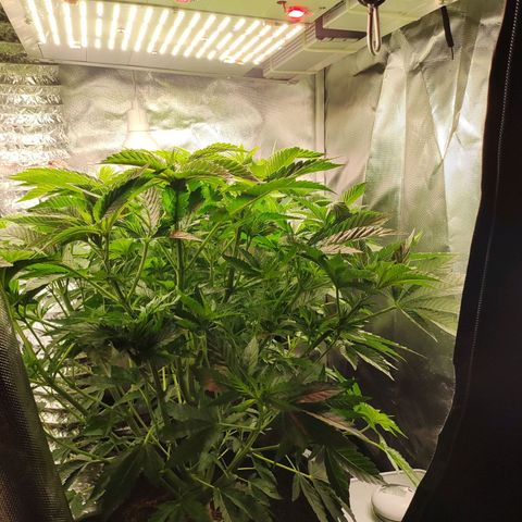 T1 growlog timeline photo