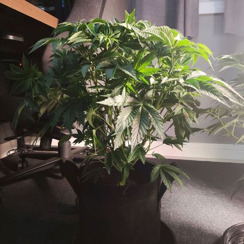 T1 growlog timeline photo