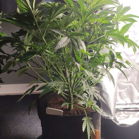 T2 growlog timeline photo