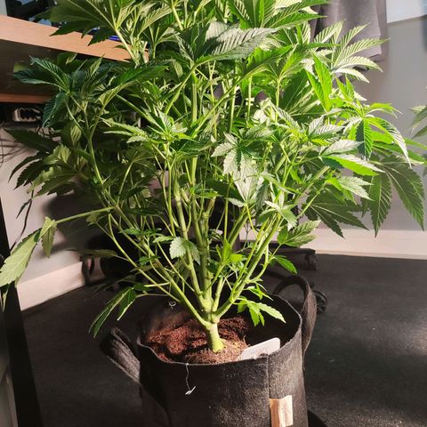 T1 growlog timeline photo