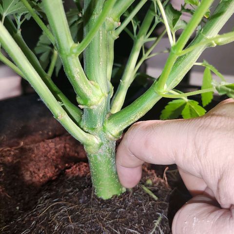 T1 growlog timeline photo