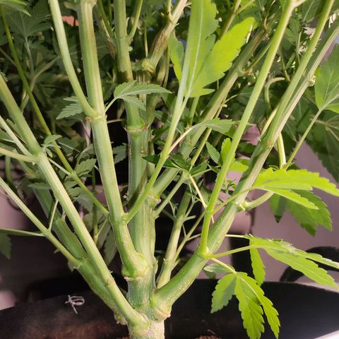 T1 growlog timeline photo
