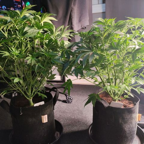 T2 growlog timeline photo