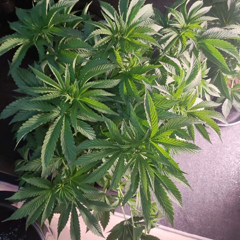 T1 growlog timeline photo