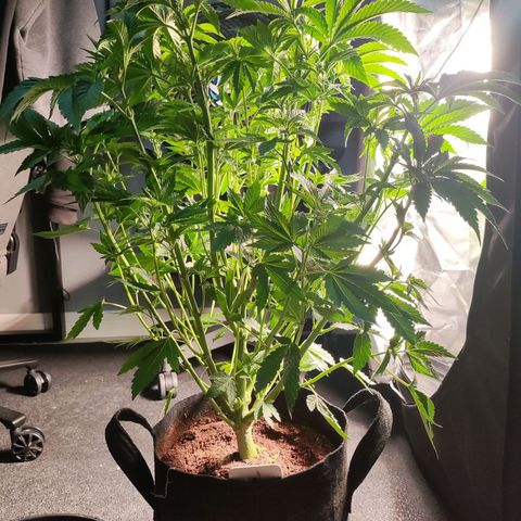 T1 growlog timeline photo