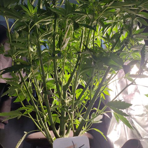 T1 growlog timeline photo