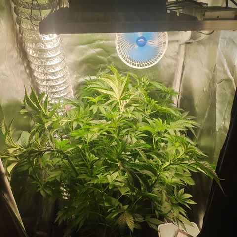 T2 growlog timeline photo