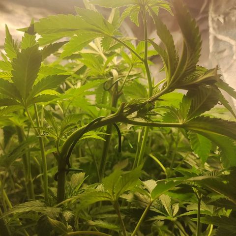 T1 growlog timeline photo