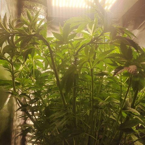 T1 growlog timeline photo
