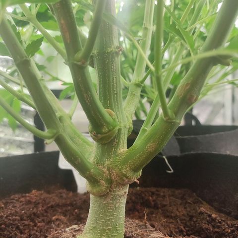 T1 growlog timeline photo