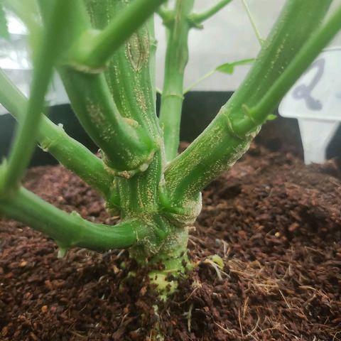 T2 growlog timeline photo