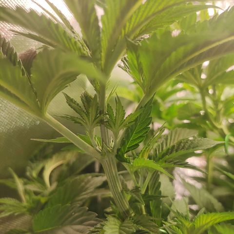 T1 growlog timeline photo