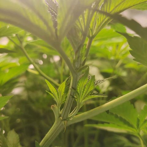 T1 growlog timeline photo