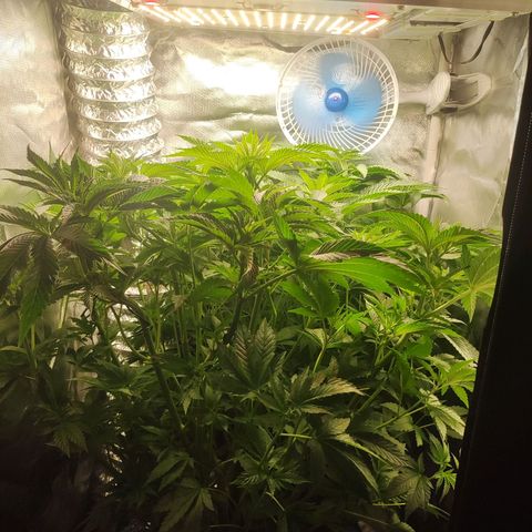 T2 growlog timeline photo