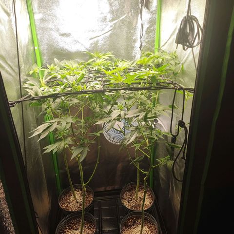 T2 growlog timeline photo