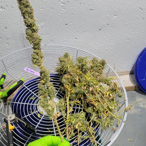OG Kush growlog timeline photo
