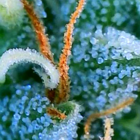 OG Kush growlog timeline photo