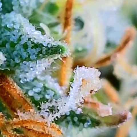 OG Kush growlog timeline photo