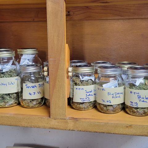 OG Kush growlog timeline photo