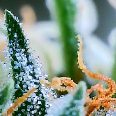 OG Kush growlog timeline photo