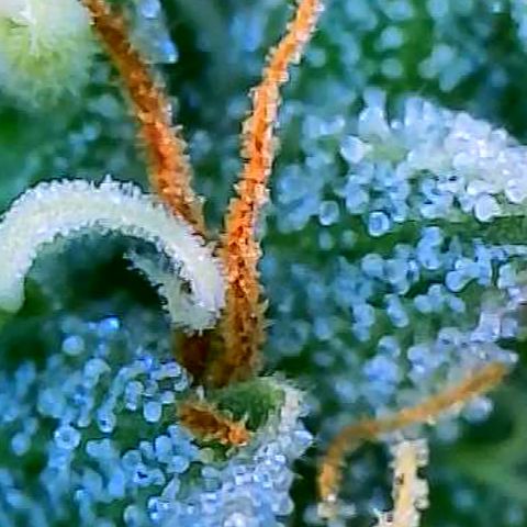 OG Kush growlog timeline photo