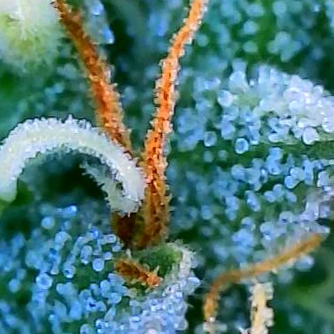OG Kush growlog timeline photo